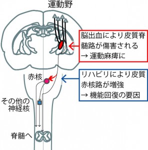 皮質赤核路